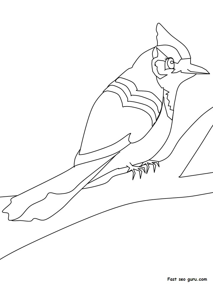 Print out Animals Birds Blue jay coloring pages